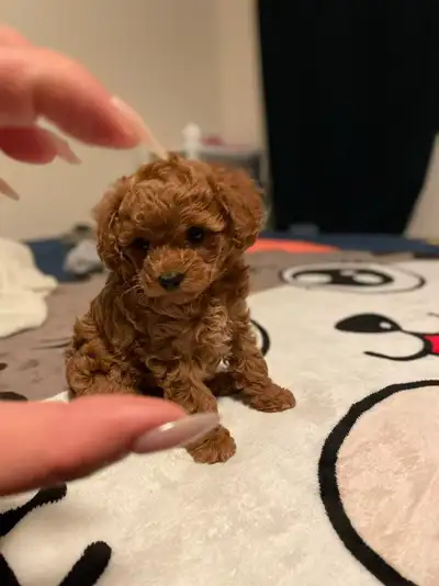 Teddy bear face poodle puppies, View more