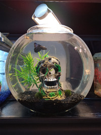 Skull X-Lg Bowl Betta Fish Kit!