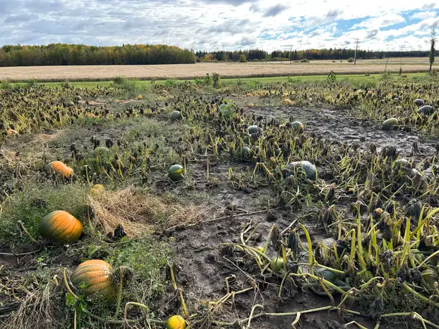 u- pick pumpkin patch576496096468674564