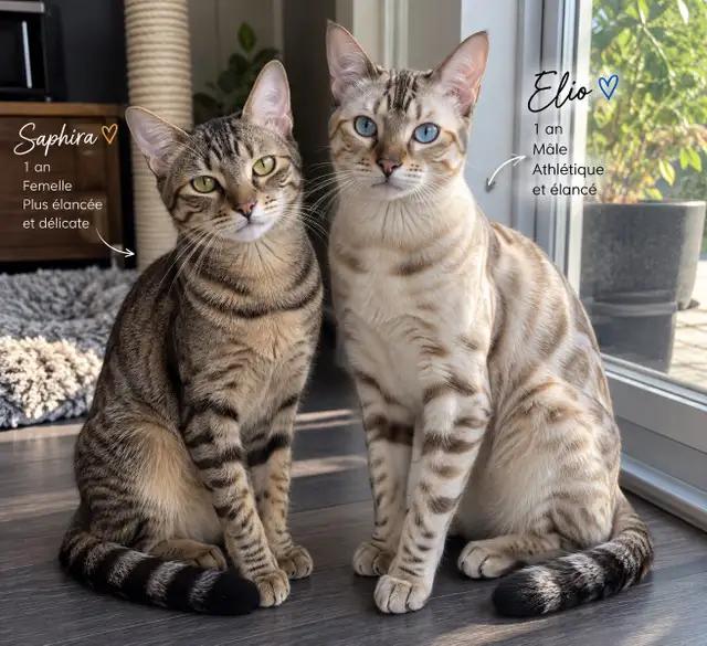 Bengal/Tabby Roux | Cats & Kittens for Rehoming | Laval / North Shore ...