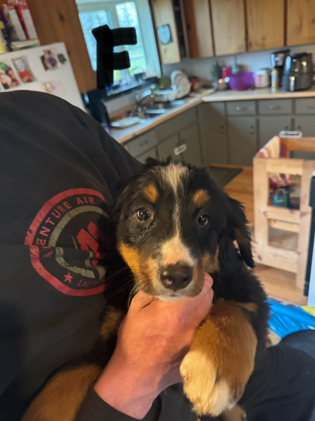 Bernese mountain dog puppies for sale!  in Dogs & Puppies for Rehoming in Winnipeg - Image 2