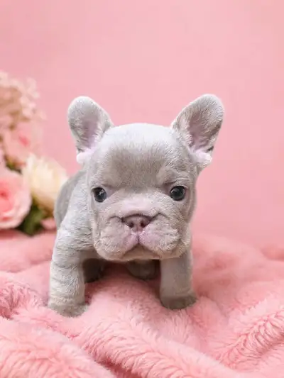 Health tested french bulldogs ready now ❤️, View more