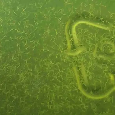 Vinegar Eels - Live Fish Food, View more