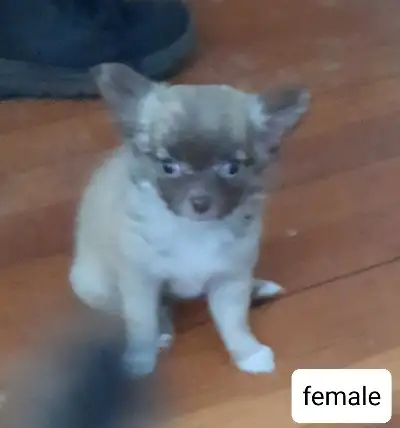i have 1 white male and 1 brown female longhair chi pups for sale, message 519 802 3691 for more inf...
