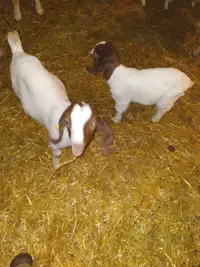 Boer kid  goats