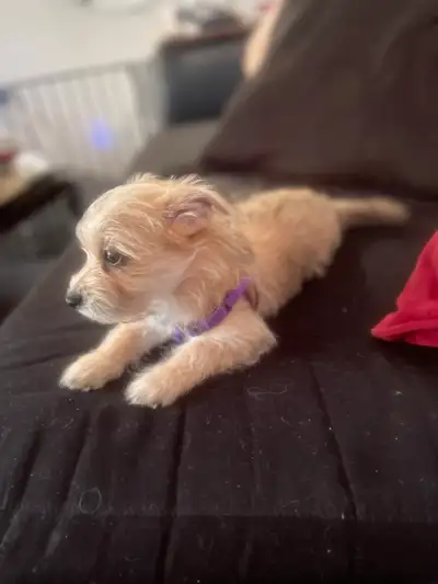 Morkie Puppies, View more