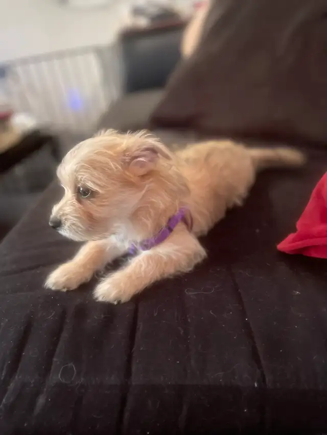 Morkie Puppies in Dogs & Puppies for Rehoming in Cambridge - Image 2
