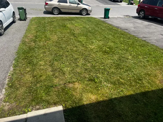 grass cutting and lawn care545241978153226242