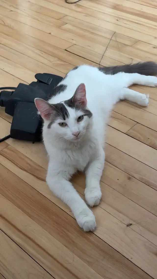 URGENT chatte 1 ans et demi adoption in Cats & Kittens for Rehoming in West Island - Image 3
