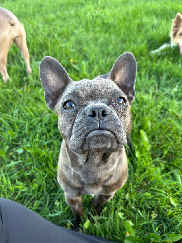 7 month old Frenchton in Dogs & Puppies for Rehoming in Saskatoon
