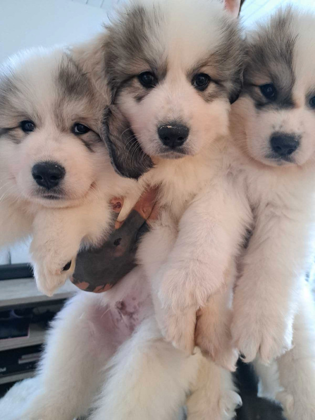 Montagne des pyrénées  dans Chiens et chiots à adopter  à Saguenay - Image 2