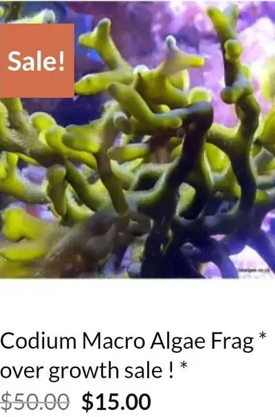 Codium Macro Algae, View more