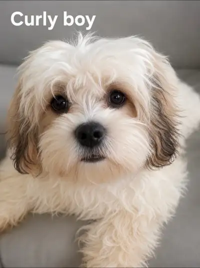 SHIH TZU PUPPIES, View more