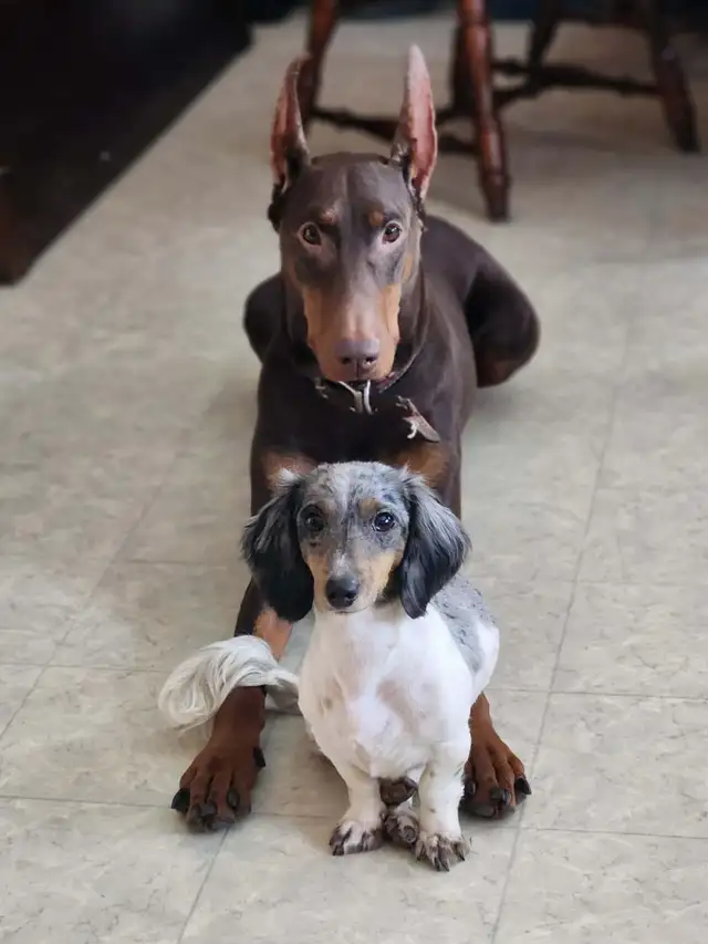 RED MALE DOBERMAN ONLY 3 LEFT in Dogs & Puppies for Rehoming in Calgary - Image 8