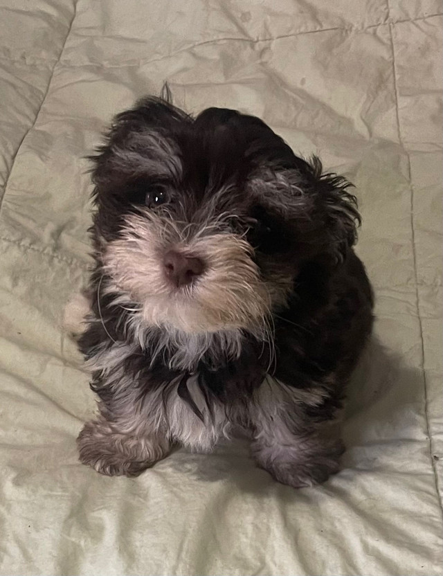 Havanese Puppy in Dogs & Puppies for Rehoming in Mississauga / Peel Region - Image 3