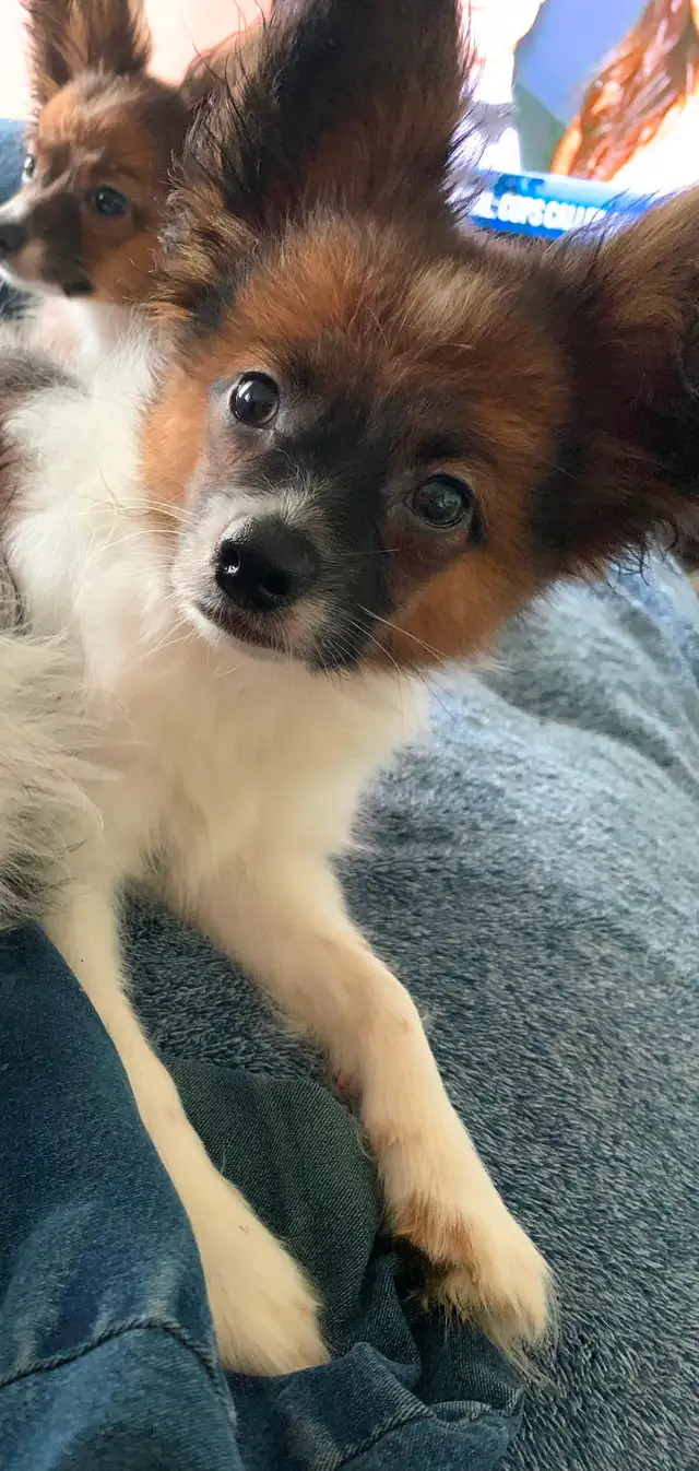 Papillon in Dogs & Puppies for Rehoming in Oshawa / Durham Region - Image 2