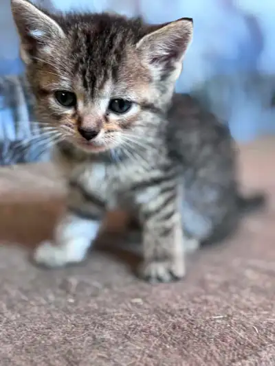 Chatons à donner, View more