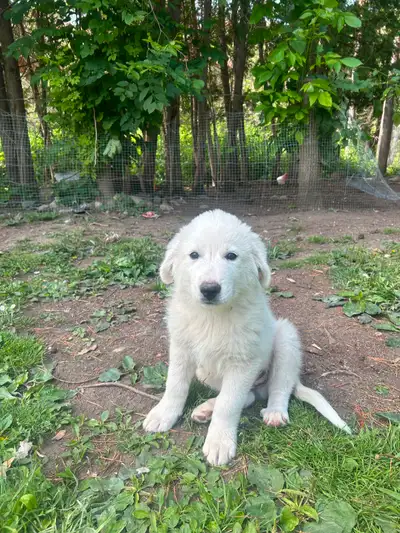 Maremma/Great Pyrenees Puppies, View more