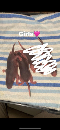 Baby rats 