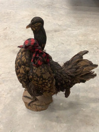 Antique taxidermy chicken