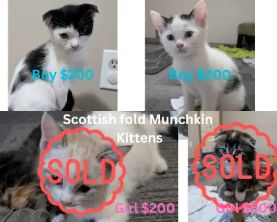 Two Scottish fold munchkin boys, View more