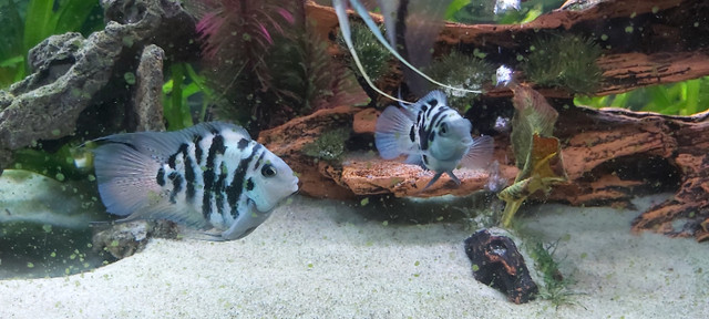 Baby blue polar parrot cichlids in Fish for Rehoming in Gatineau - Image 3