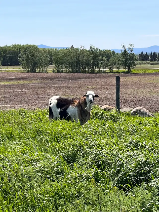 Purebred Kiko Billy Goat in Livestock in Vanderhoof - Image 5