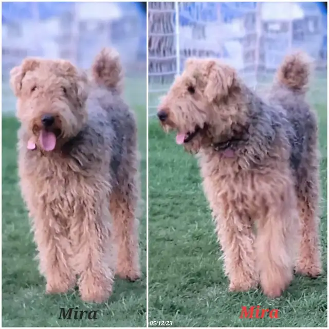 Airedale Terrier Puppies CKC Reg'd in Dogs & Puppies for Rehoming in Sudbury - Image 3