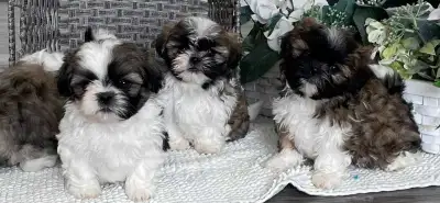 shih tzu puppies for sale, View more