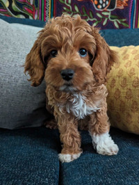 3 month old Cockapoo Puppy for sale. 