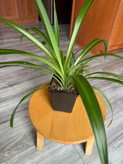 Spider Plant, View more