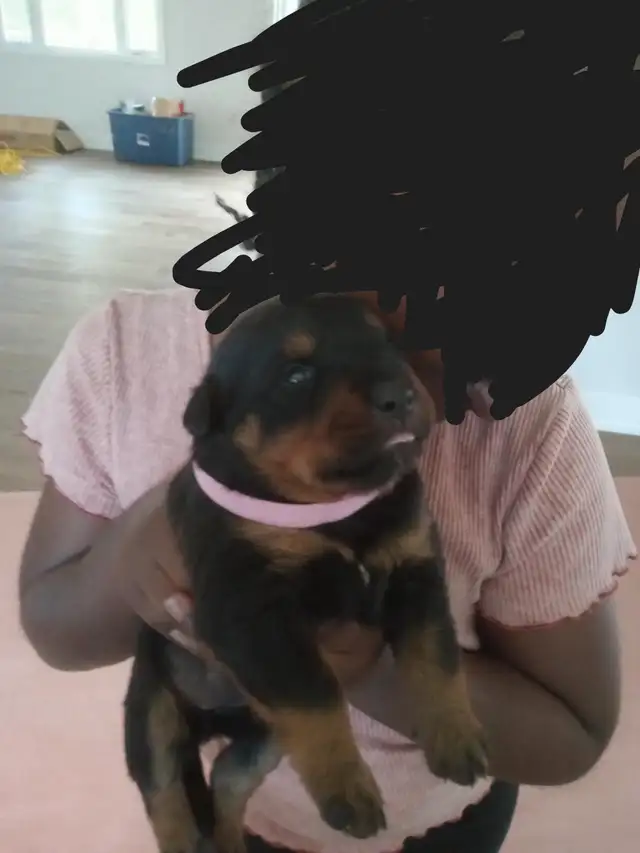 Beautiful Big boned Rottweiler puppies for Rehoming! in Dogs & Puppies for Rehoming in City of Toronto - Image 11