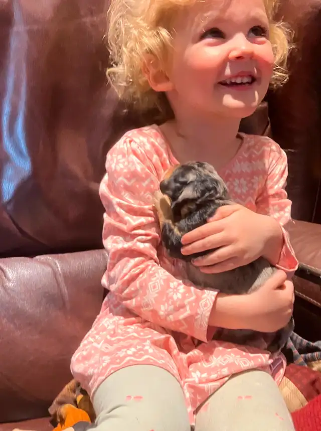New Merle  medium doodles  born April 11 in Dogs & Puppies for Rehoming in Owen Sound - Image 9