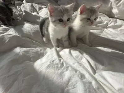 Kittens Chatons chat cat, View more
