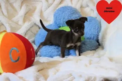 Chihuahua❤️ Mâle mini mini❤100% Garantie.TopQualité★★★, View more