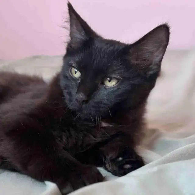 Maine Coon Cross (Polydactyl)