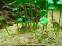 Very beautiful plant for your fish tank