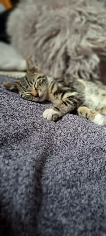 We have a tiny beautiful 3-month old Maine Coon + European Short Hair kitten in need of a new home....