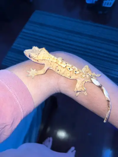 Adult Female Crested gecko , View more