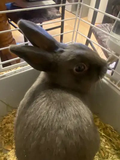 1 white and grey male 9 months old 1 grey 4 months old 2 white and grey bunnies 3 months old All bun...