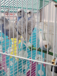 Adult and baby budgies