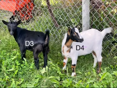Pygmy Goats, View more