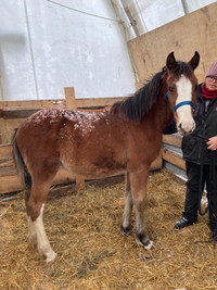 Weanling Clydesdale cross colt