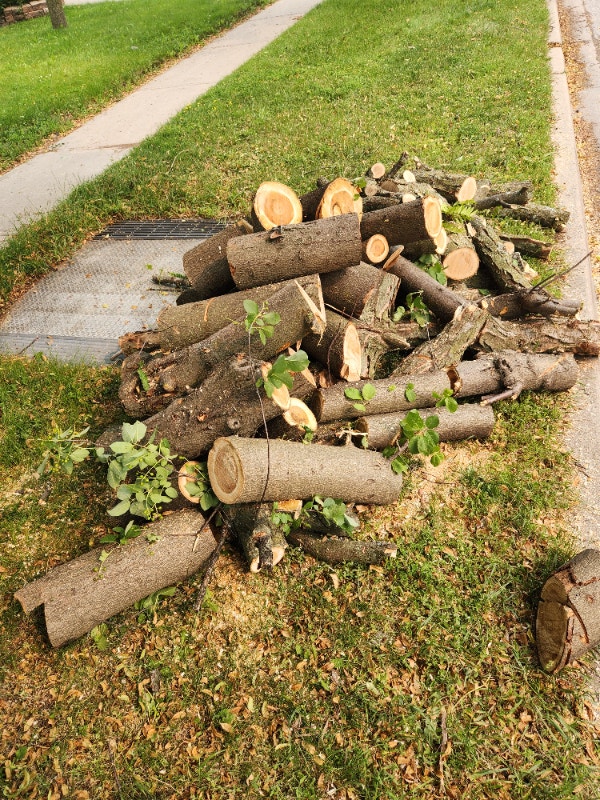 Free apple firewood 61 Dibgate Blvd SCARBOROUGH. Curbside Free