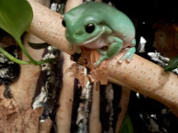 Australian Tree Frogs