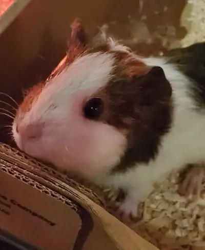 Baby Guinea Pigs For Sale, View more