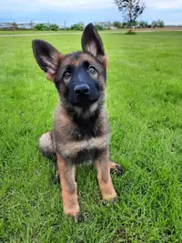 CKC German Shepherd 10 weeks old