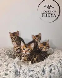 Purebred Bengal Kittens - House of Freya
