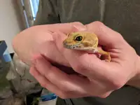 Albino Leopard Gecko with everything