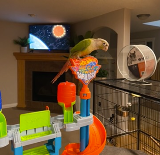 Two Conure Parrots - Only $450 in Birds for Rehoming in Calgary - Image 6